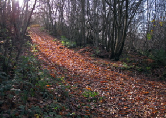 A leaf strewn path through the woods